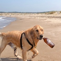 Golden Retriever, Köpek  Diego fotoğrafı