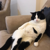 Tekir Kedi, Kedi  Panda fotoğrafı