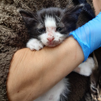 Tekir Kedi, Kedi  Kedicikler fotoğrafı