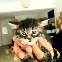 Tekir Kedi, Kedi  Kedicikler fotoğrafı