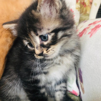 Tekir Kedi, Kedi  Kedicikler fotoğrafı