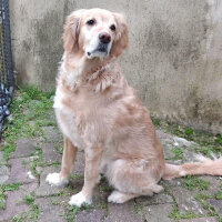 Golden Retriever, Köpek  Asil fotoğrafı