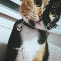 Tekir Kedi, Kedi  Patisu fotoğrafı