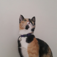 Tekir Kedi, Kedi  Patisu fotoğrafı