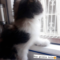 Tekir Kedi, Kedi  Hila fotoğrafı
