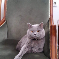 British Shorthair, Kedi  Mişa fotoğrafı