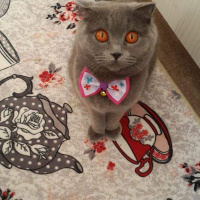 British Shorthair, Kedi  Mişa fotoğrafı