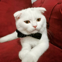 Scottish Fold, Kedi  Pamuk fotoğrafı