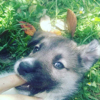 Sokö (Sokak Köpeği), Köpek  Badi fotoğrafı
