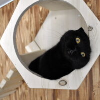 Scottish Fold, Kedi  Gece fotoğrafı