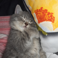 British Shorthair, Kedi  Marvel fotoğrafı
