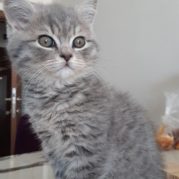 British Shorthair, Kedi  Marvel fotoğrafı