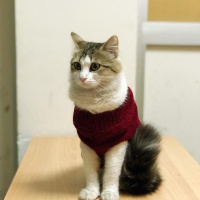 Ragamuffin, Kedi  Rüzgar fotoğrafı