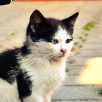 Tuxedo (Smokin) Kedi, Kedi  Berat Miyavgil fotoğrafı