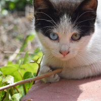 Tuxedo (Smokin) Kedi, Kedi  Berat Miyavgil fotoğrafı