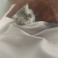 British Shorthair, Kedi  Şakir fotoğrafı