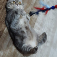 British Shorthair, Kedi  Şakir fotoğrafı