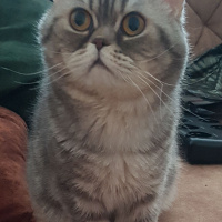 British Shorthair, Kedi  Şakir fotoğrafı