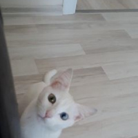 Ankara Kedisi, Kedi  dudu fotoğrafı