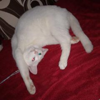 Ankara Kedisi, Kedi  dudu fotoğrafı