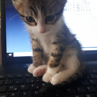 Tekir Kedi, Kedi  Çakıl fotoğrafı