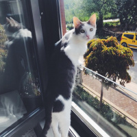 Tekir Kedi, Kedi  Mini fotoğrafı