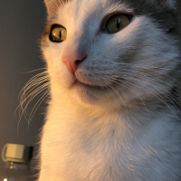 Tekir Kedi, Kedi  Mini fotoğrafı