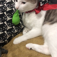 Tekir Kedi, Kedi  Mini fotoğrafı