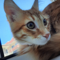 Tekir Kedi, Kedi  Yoda fotoğrafı