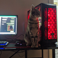 Tekir Kedi, Kedi  Mia fotoğrafı