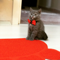 British Shorthair, Kedi  Arya fotoğrafı