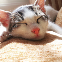 Tekir Kedi, Kedi  Badem fotoğrafı