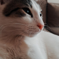 Tekir Kedi, Kedi  Badem fotoğrafı