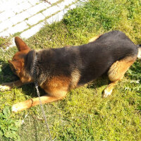 Alman Çoban Köpeği, Köpek  BOYKO fotoğrafı