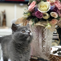 British Shorthair, Kedi  Arya fotoğrafı