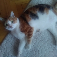Tekir Kedi, Kedi  Serrasu fotoğrafı