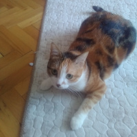 Tekir Kedi, Kedi  Serrasu fotoğrafı
