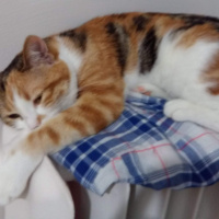 Tekir Kedi, Kedi  Serrasu fotoğrafı