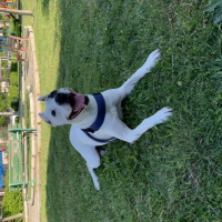 Dogo Arjantin, Köpek  Eva fotoğrafı