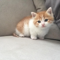 Tekir Kedi, Kedi  Şanslı fotoğrafı