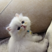 İran Kedisi (Persian), Kedi  Lokum fotoğrafı