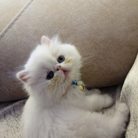 İran Kedisi (Persian), Kedi  Lokum fotoğrafı