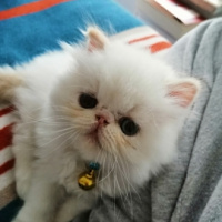 İran Kedisi (Persian), Kedi  Lokum fotoğrafı