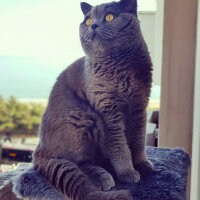 British Shorthair, Kedi  Bella fotoğrafı