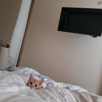 Tekir Kedi, Kedi  Fadik fotoğrafı