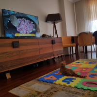 Tekir Kedi, Kedi  Fadik fotoğrafı