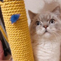 British Shorthair, Kedi  Haydar fotoğrafı
