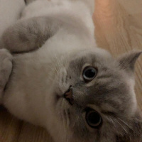 British Shorthair, Kedi  Haydar fotoğrafı