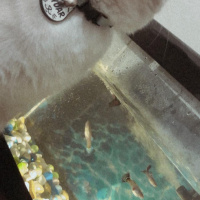 British Shorthair, Kedi  Haydar fotoğrafı