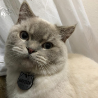 British Shorthair, Kedi  Haydar fotoğrafı
